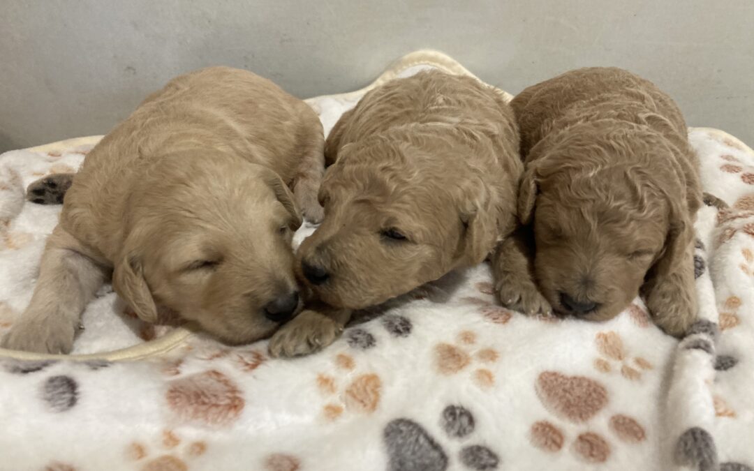 F1b Golden Doodles