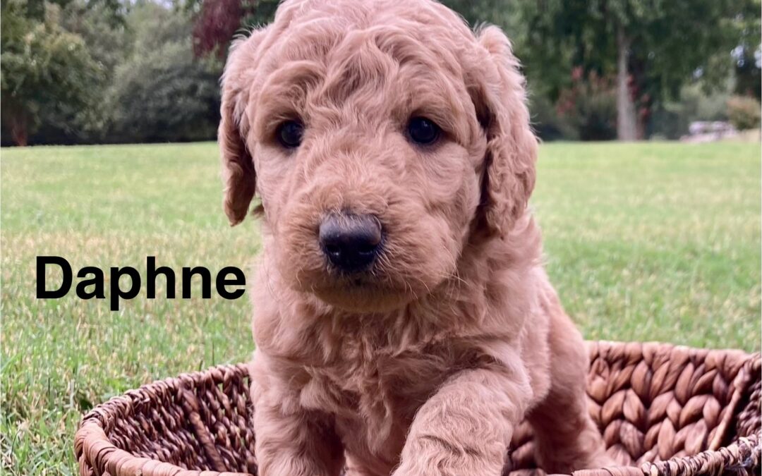 Daphne~F1B Golden Doodle