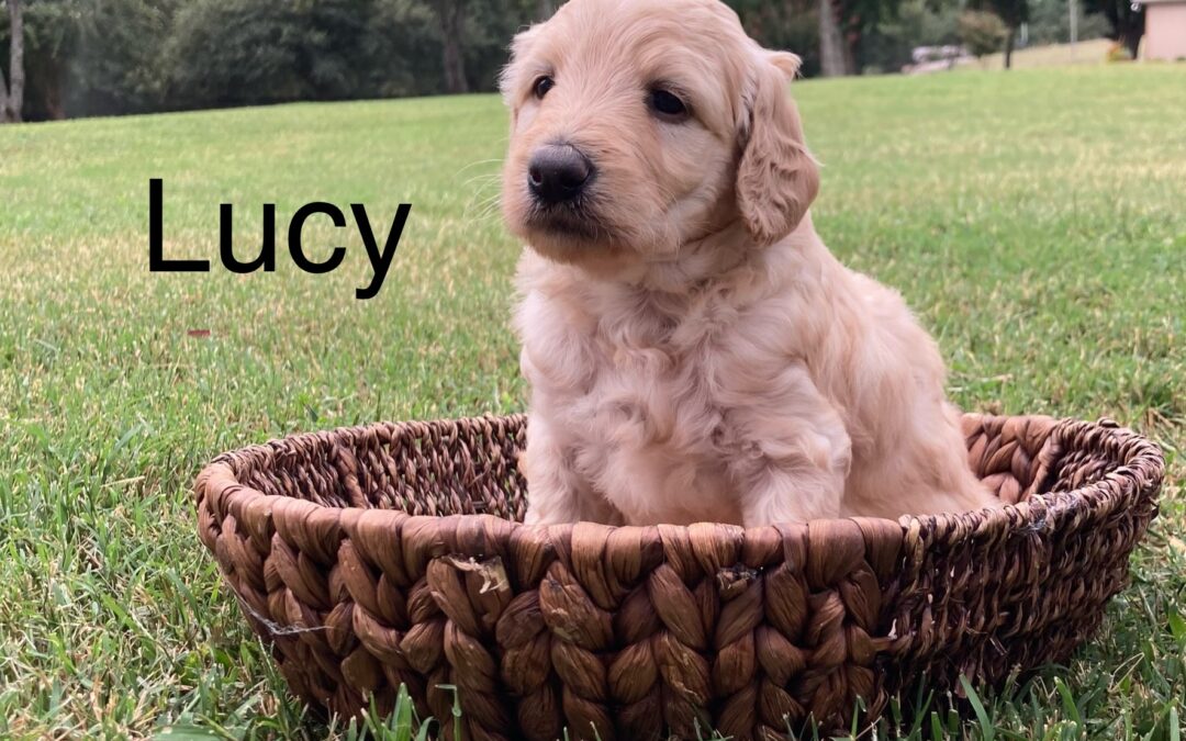 Lucy~F1b Golden Doodle