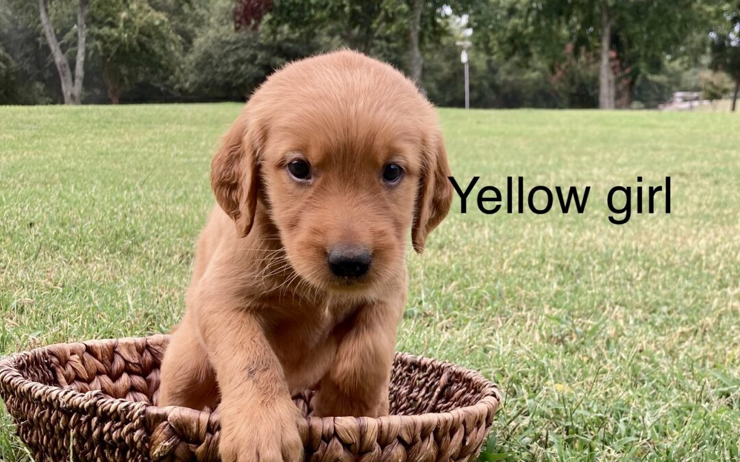 Yellow Golden Retriever Girl