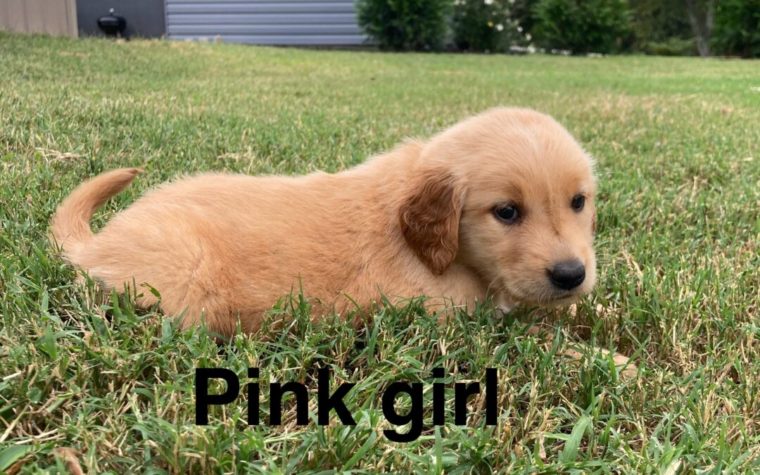 Pink Golden Retriever Girl