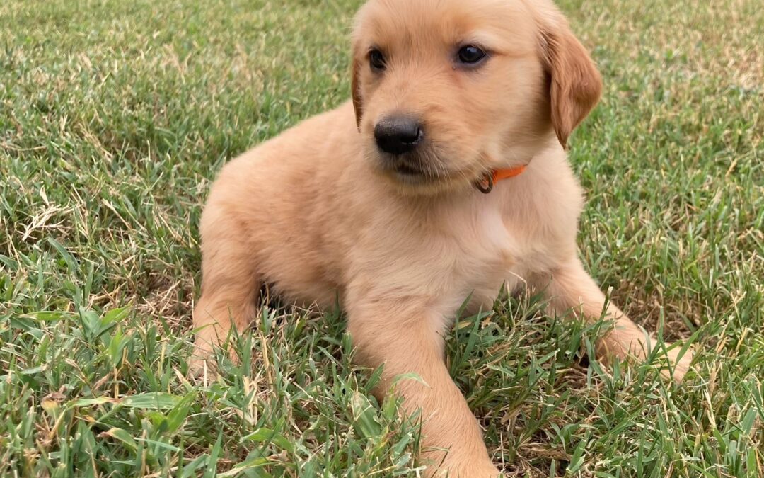 Orange Golden Retriever Girl