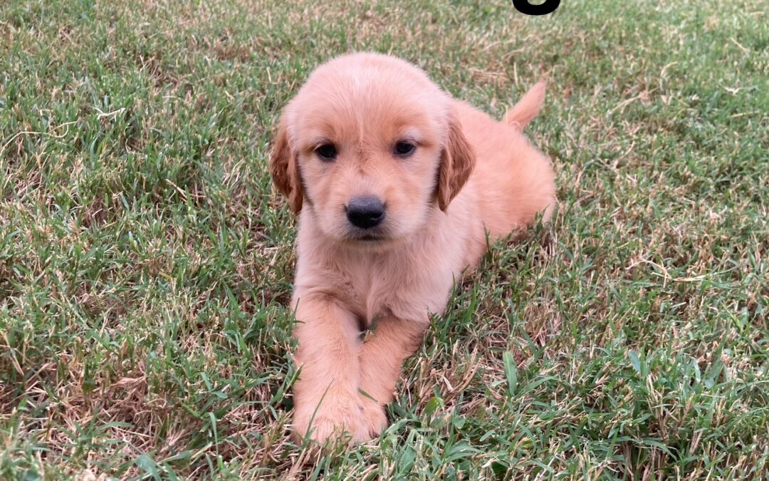 Lavender Golden Retriever Girl