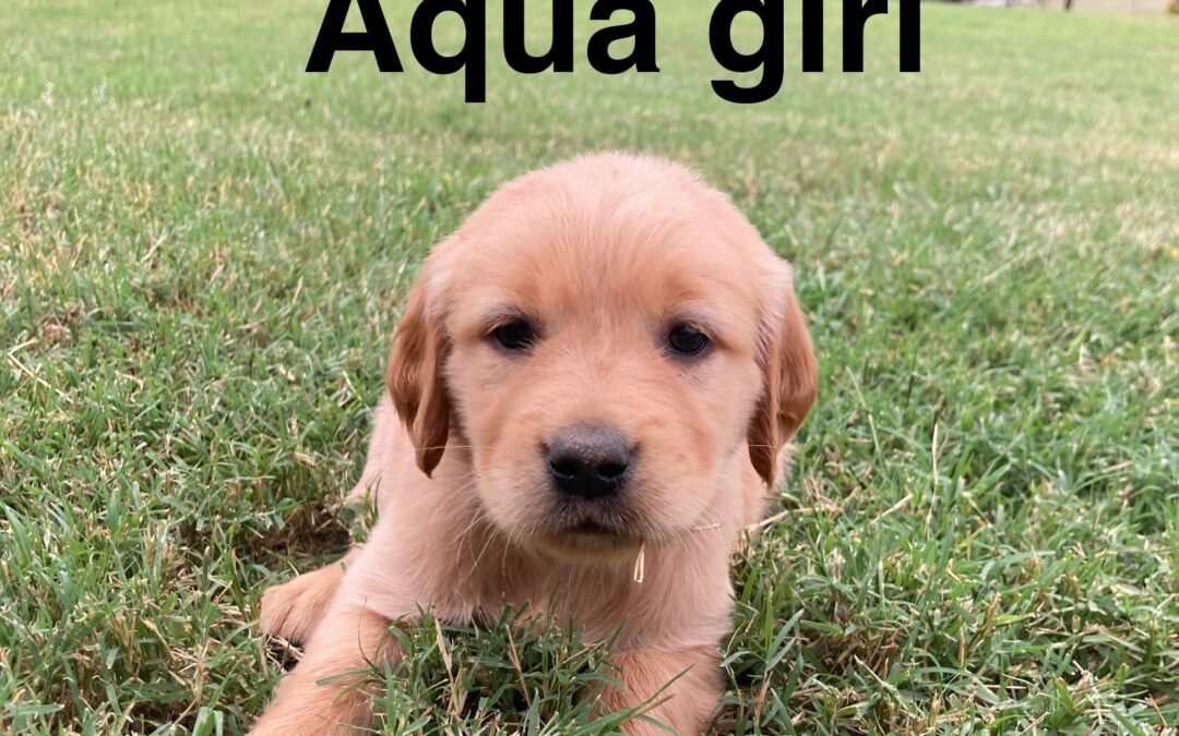 Aqua Golden Retriever Girl