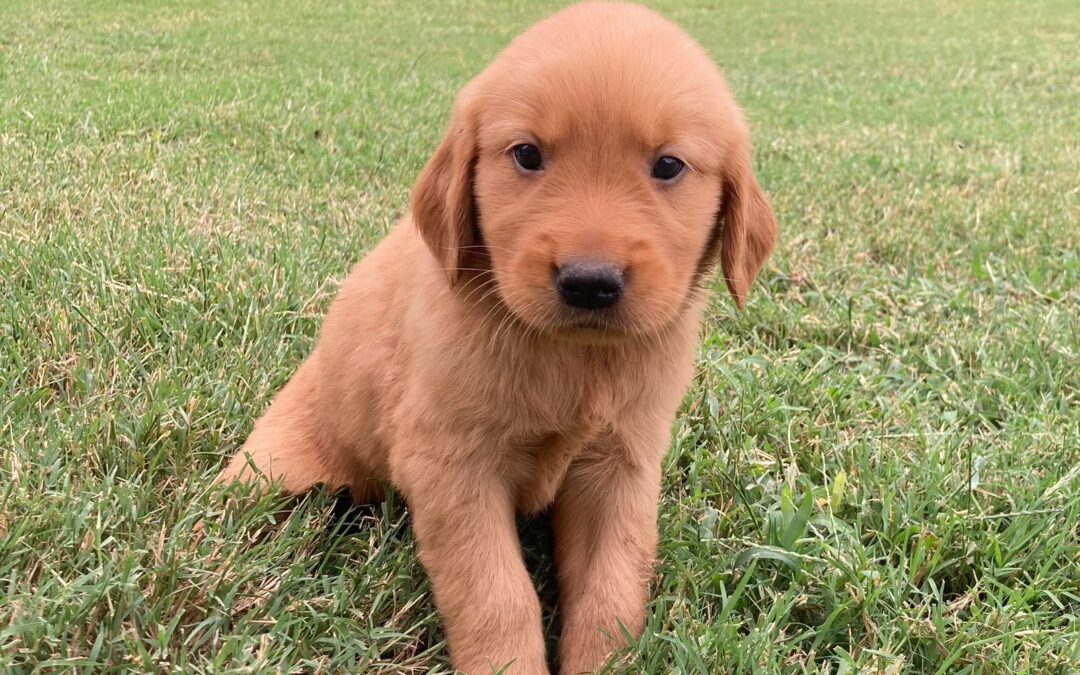 Blue Golden Retriever Boy