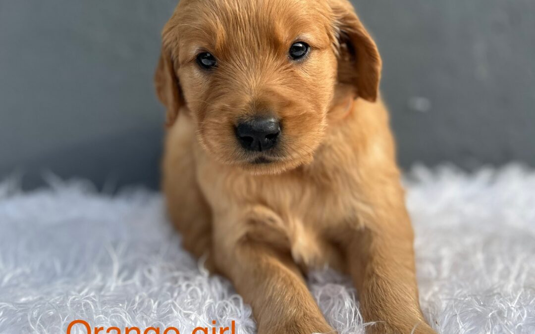 Orange Girl