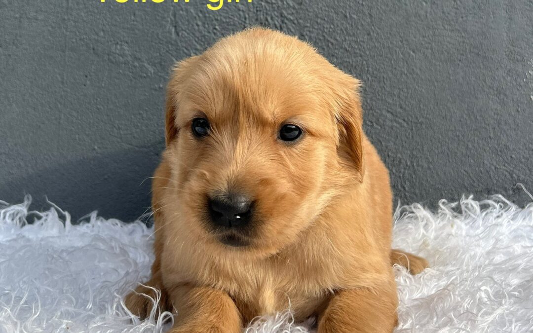 Yellow Girl