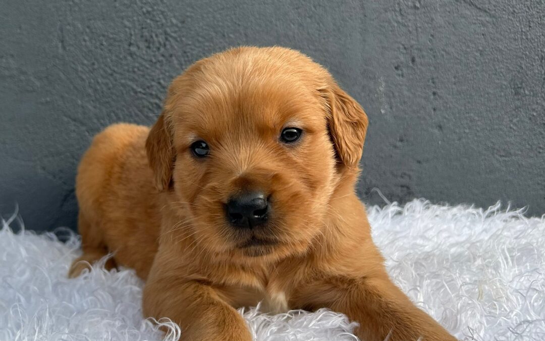 Brown Boy